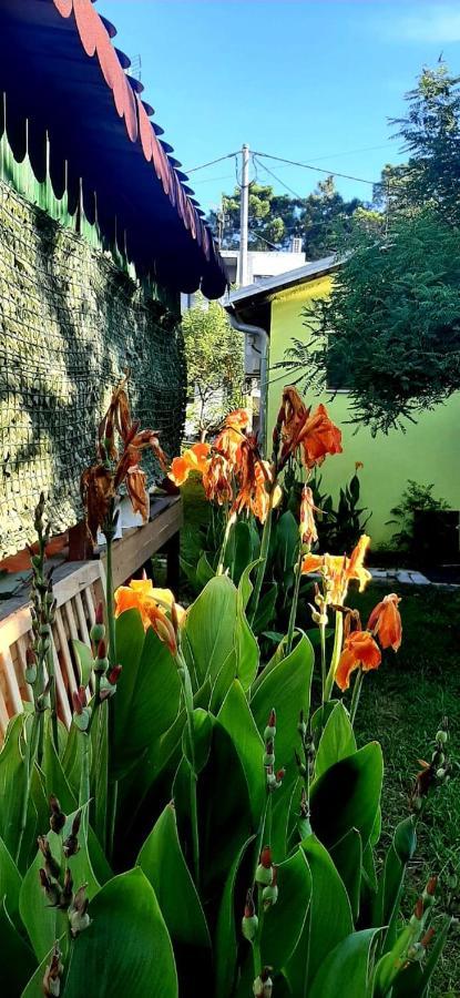 Kolonia E Artistave Apartment Velipojë Exterior foto